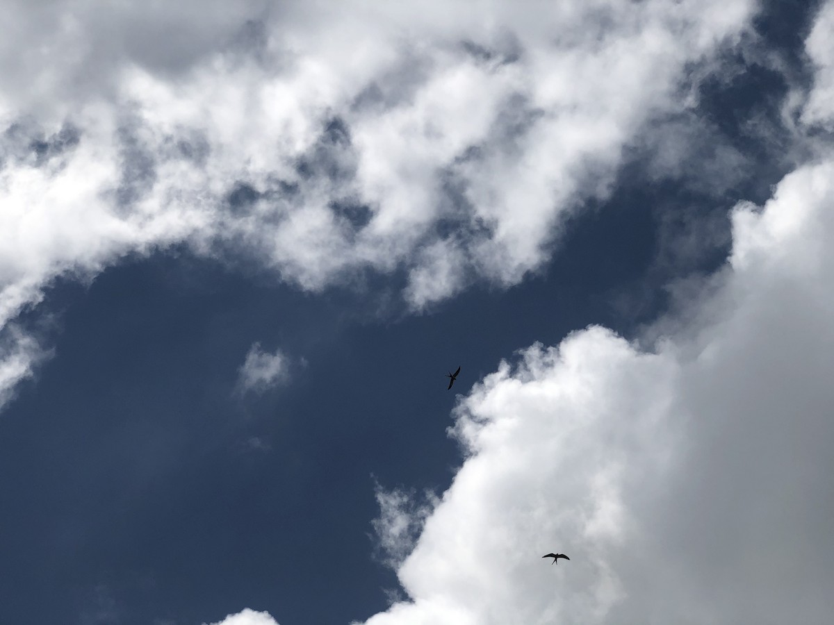 Swallow-tailed Kite - ML337820131