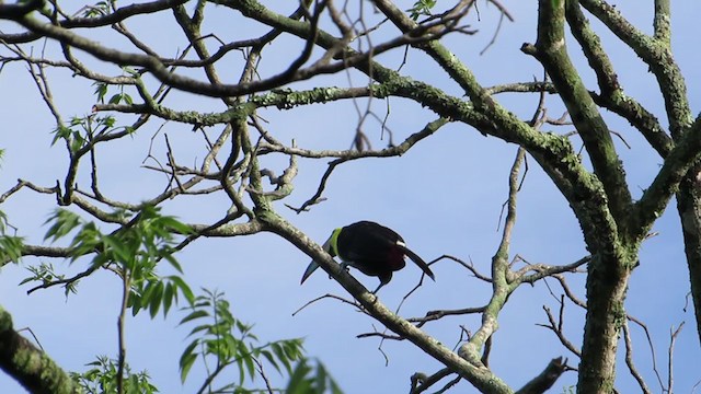 Toucan à carène - ML337820461