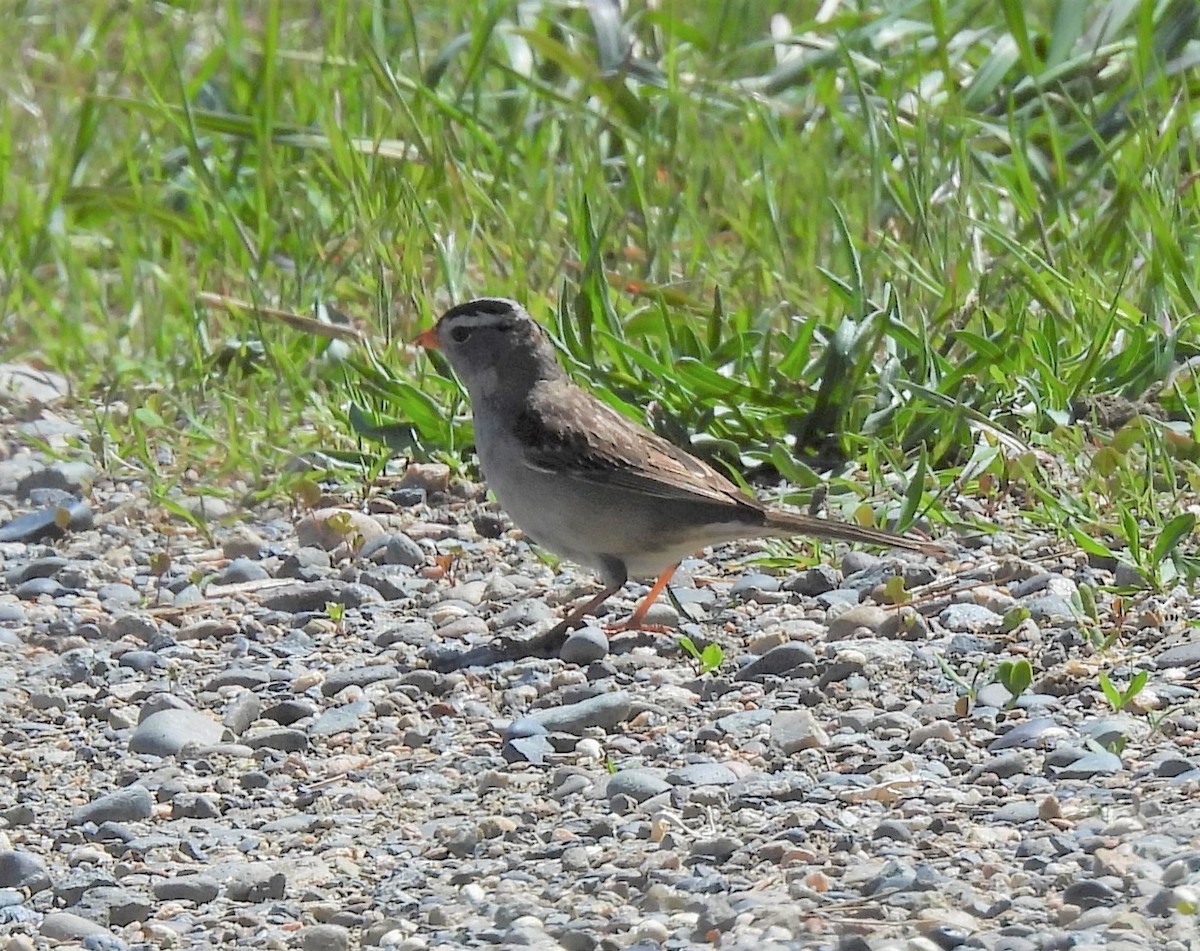 White-crowned Sparrow - ML337820471