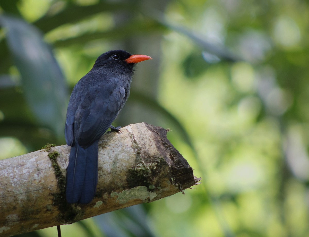 Black-fronted Nunbird - Carlos López Ardila