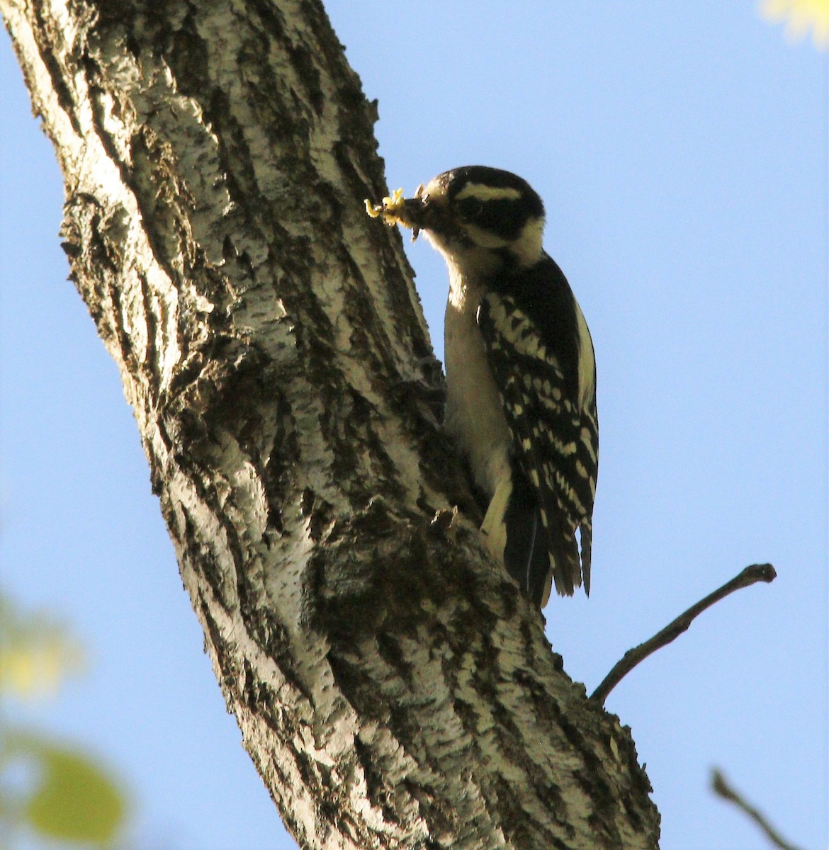 Downy Woodpecker - ML337822681