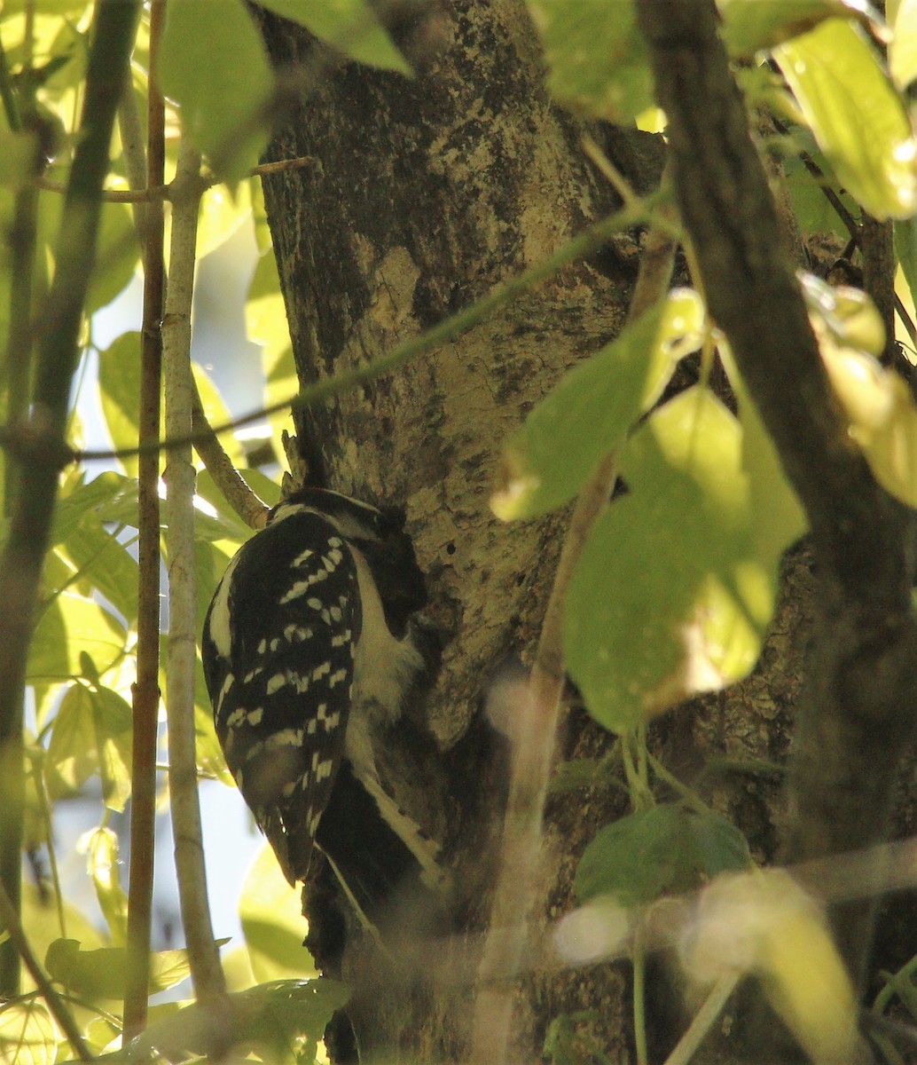 Downy Woodpecker - ML337822691