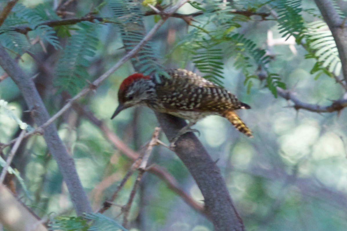 Cardinal Woodpecker - Geoffrey Reeves