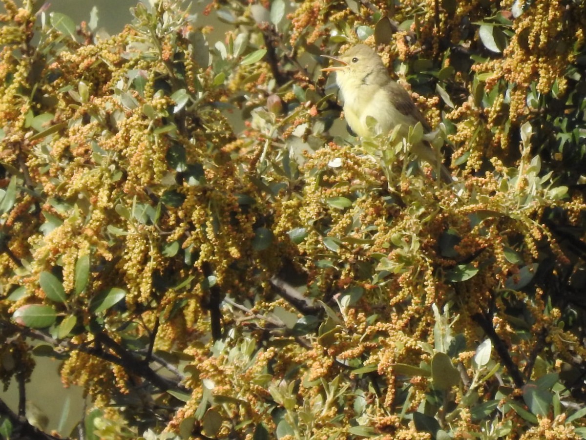 Melodious Warbler - ML337822821