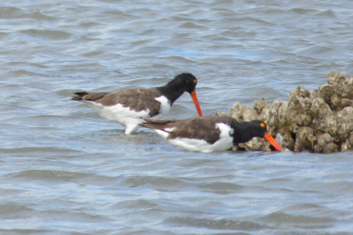 American Oystercatcher - ML33782411