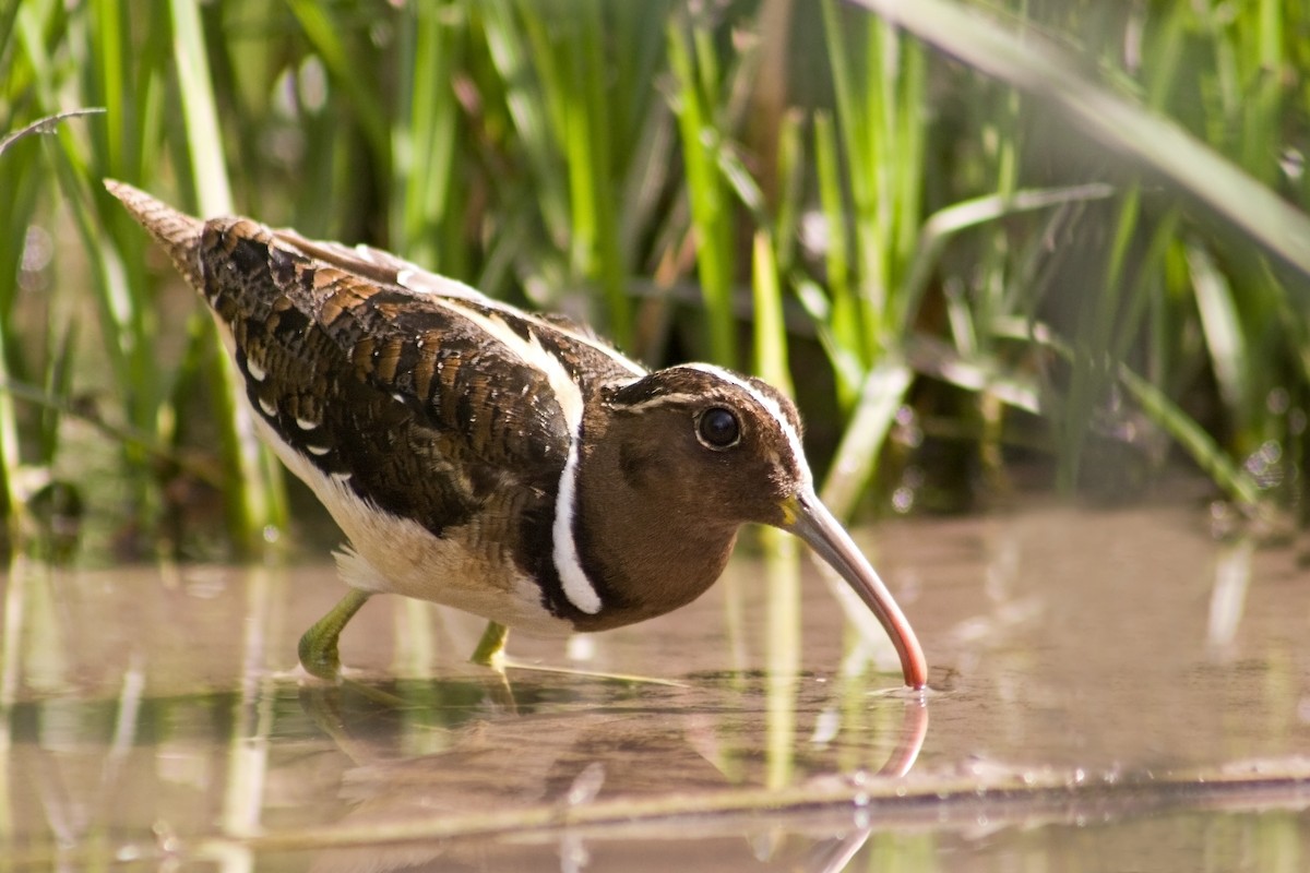 South American Painted-Snipe - Michel Gutierrez