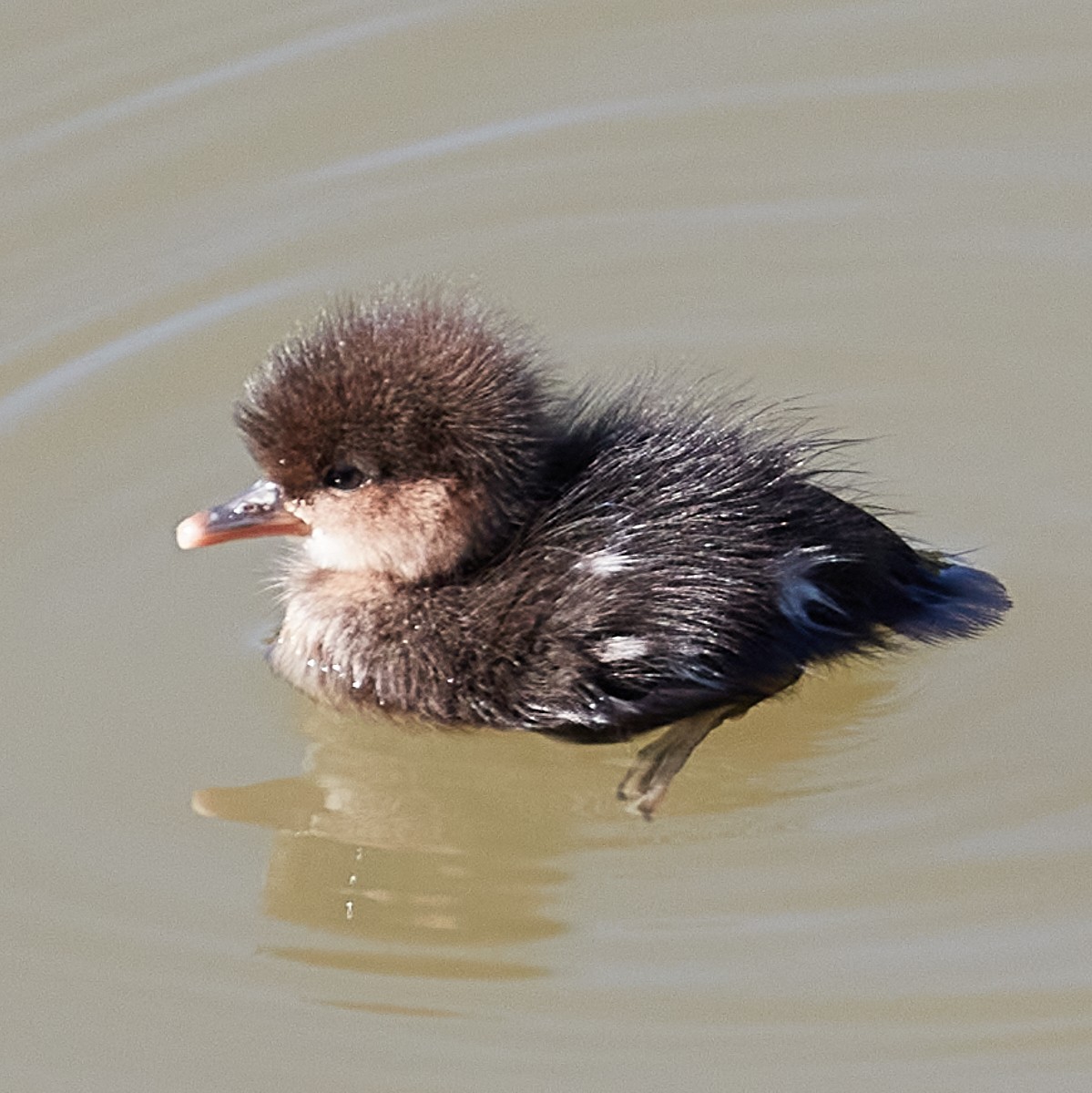 Hooded Merganser - Jim Werkowski