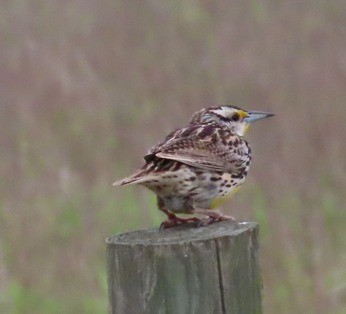 Eastern Meadowlark - ML337825961