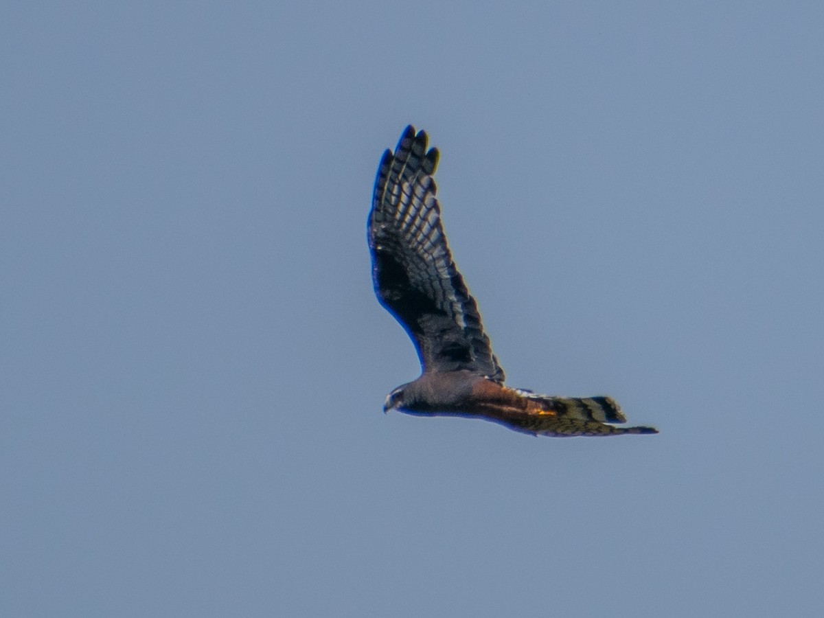 Long-winged Harrier - ML337826521