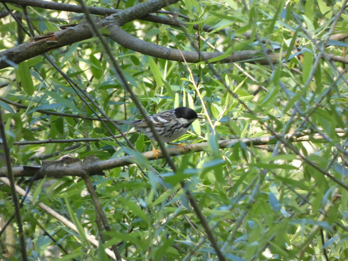 Blackpoll Warbler - ML337828741