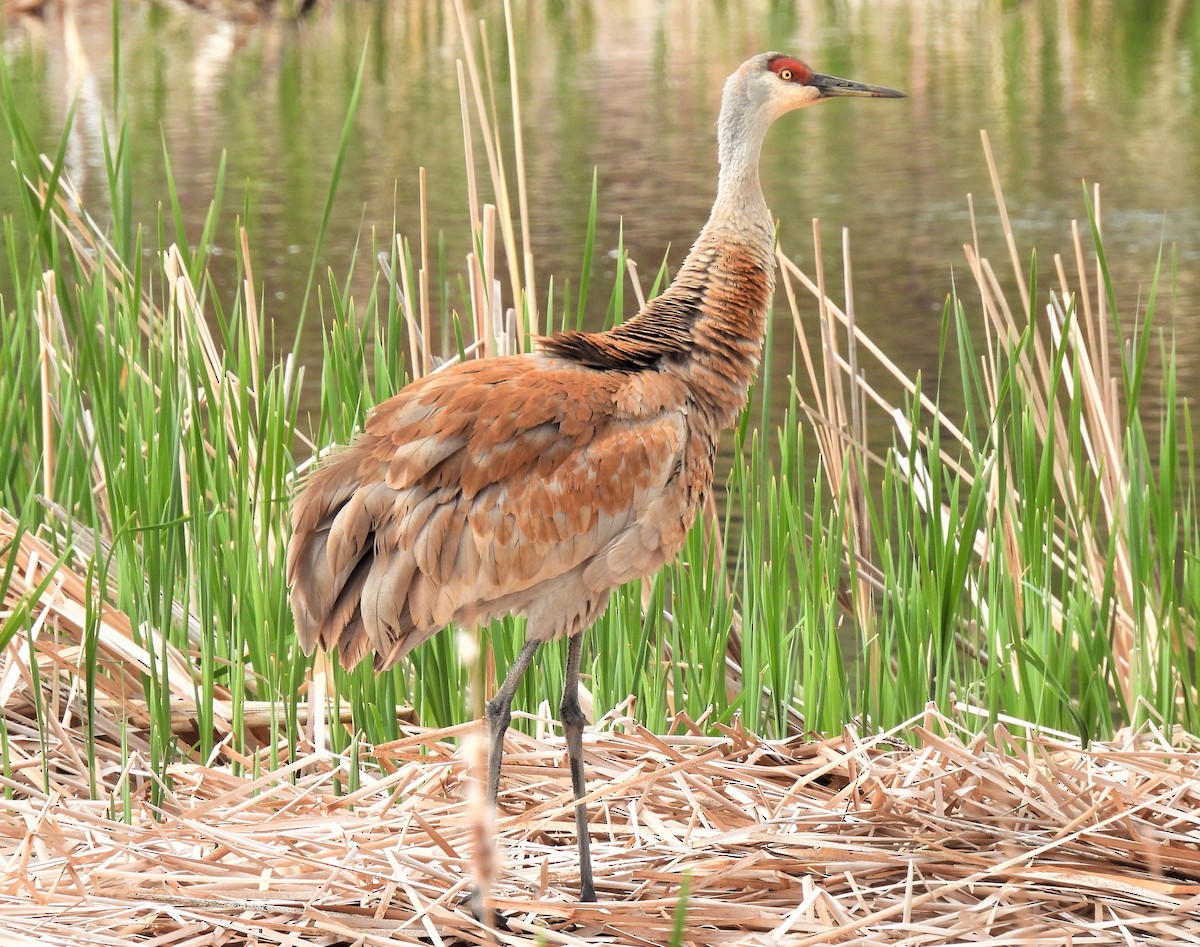 Sandhill Crane - ML337828941