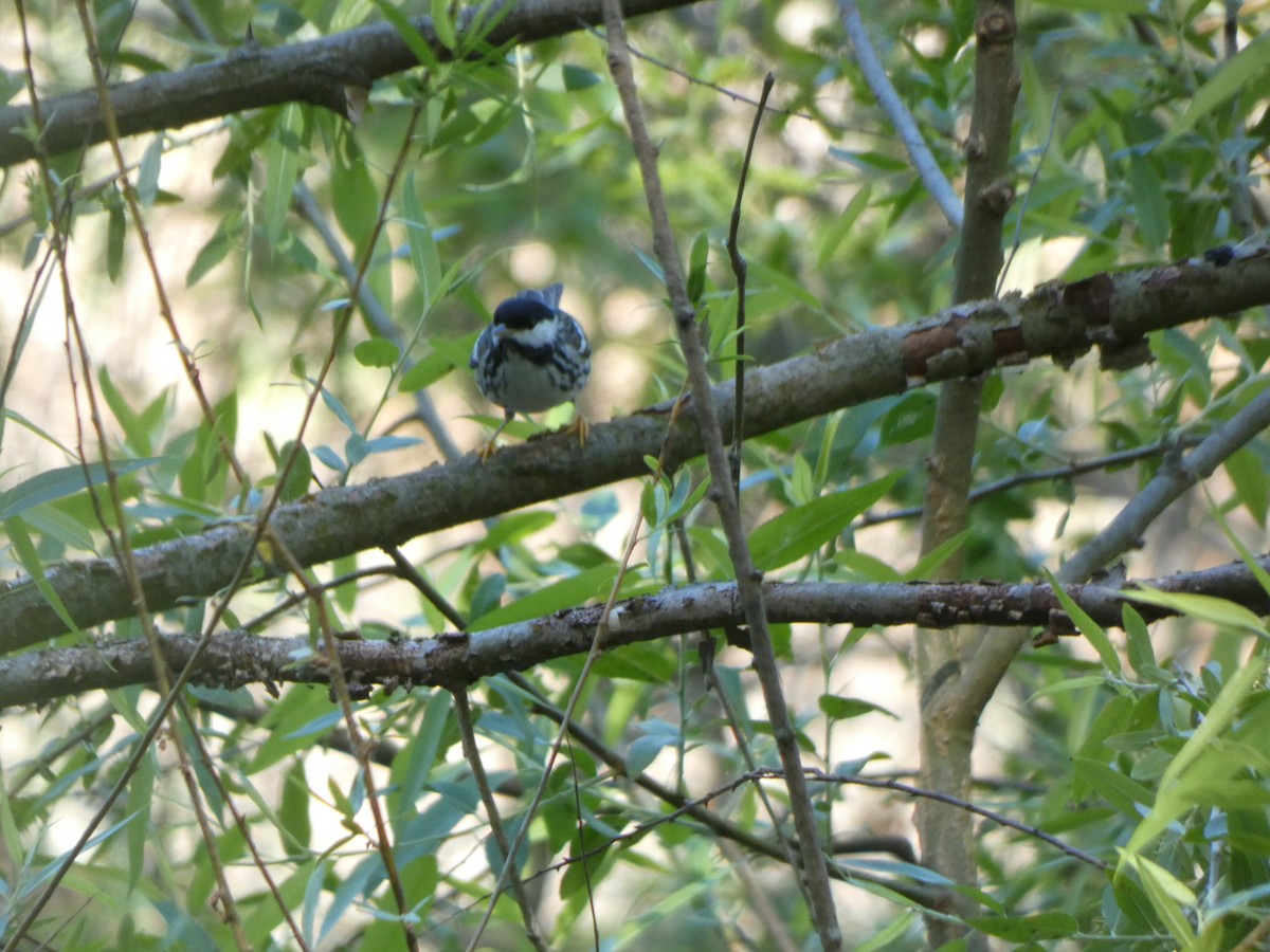 Blackpoll Warbler - ML337828971