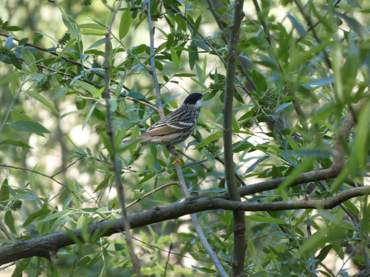 Blackpoll Warbler - ML337829021