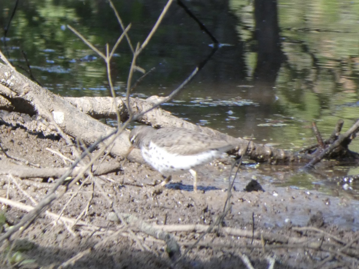 Spotted Sandpiper - ML337829211
