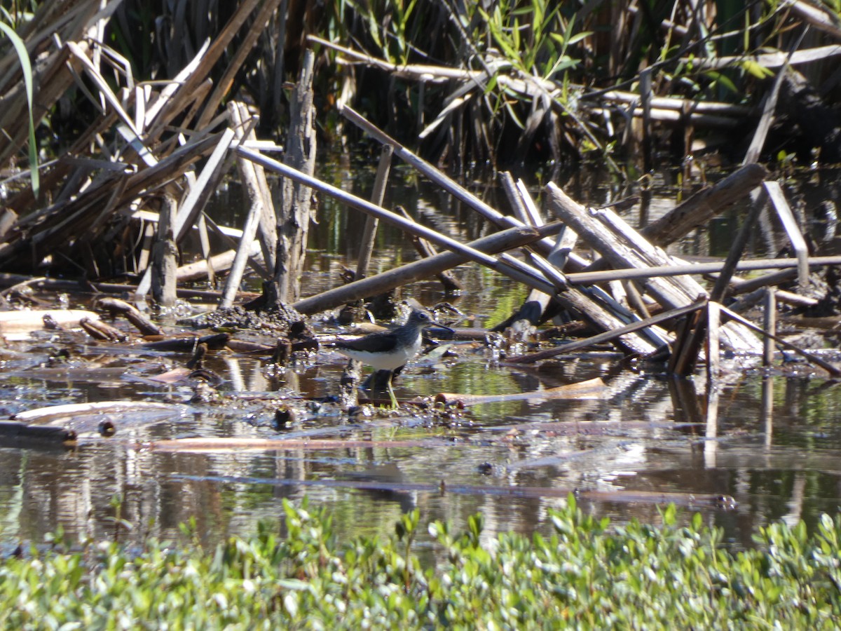 Solitary Sandpiper - ML337829271