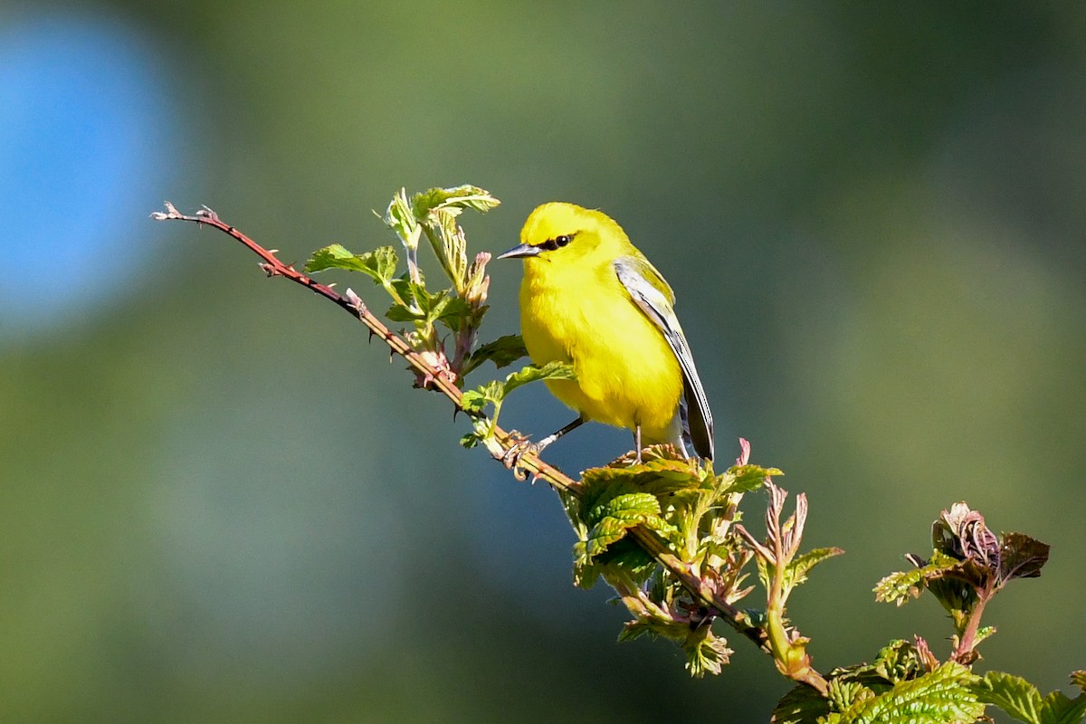Blue-winged Warbler - Mitchell Goldfarb