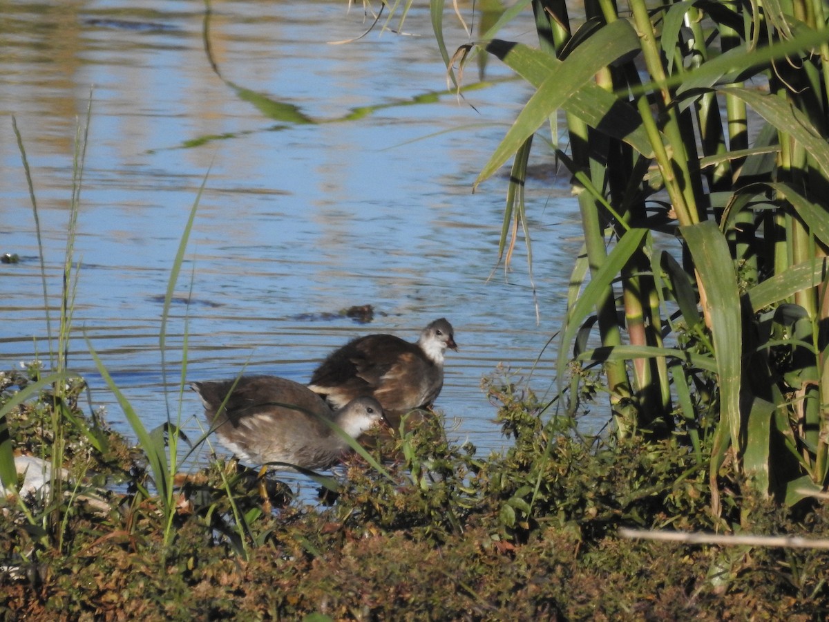 Gallinule poule-d'eau - ML337829671