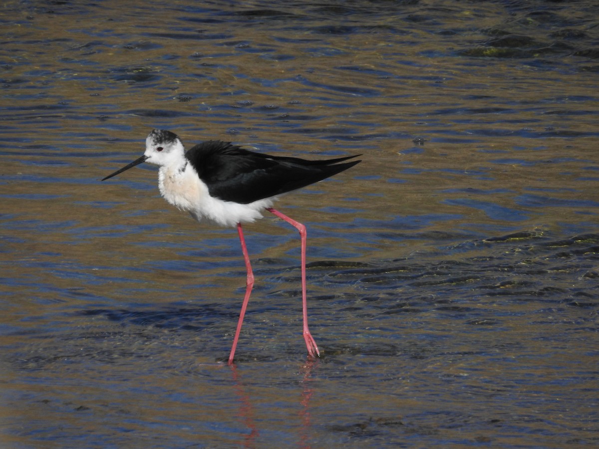 Black-winged Stilt - ML337829841