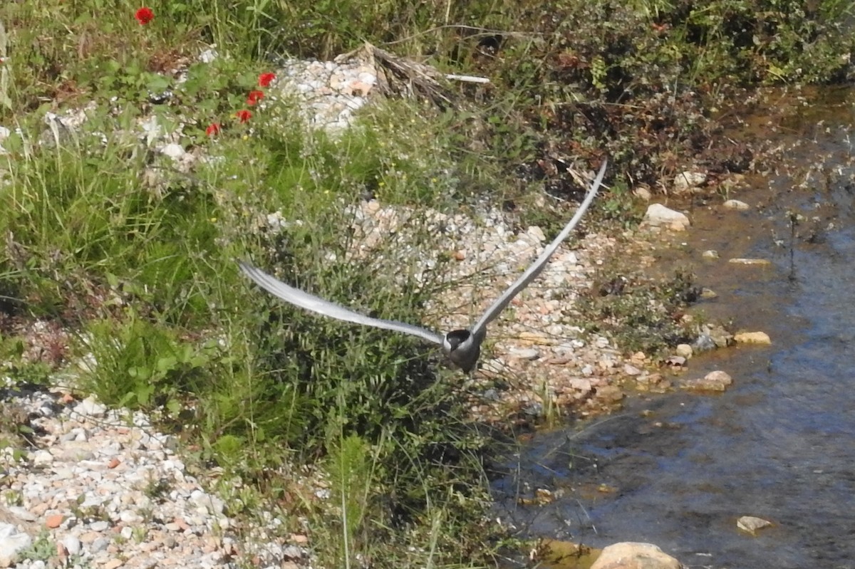 Whiskered Tern - ML337830201