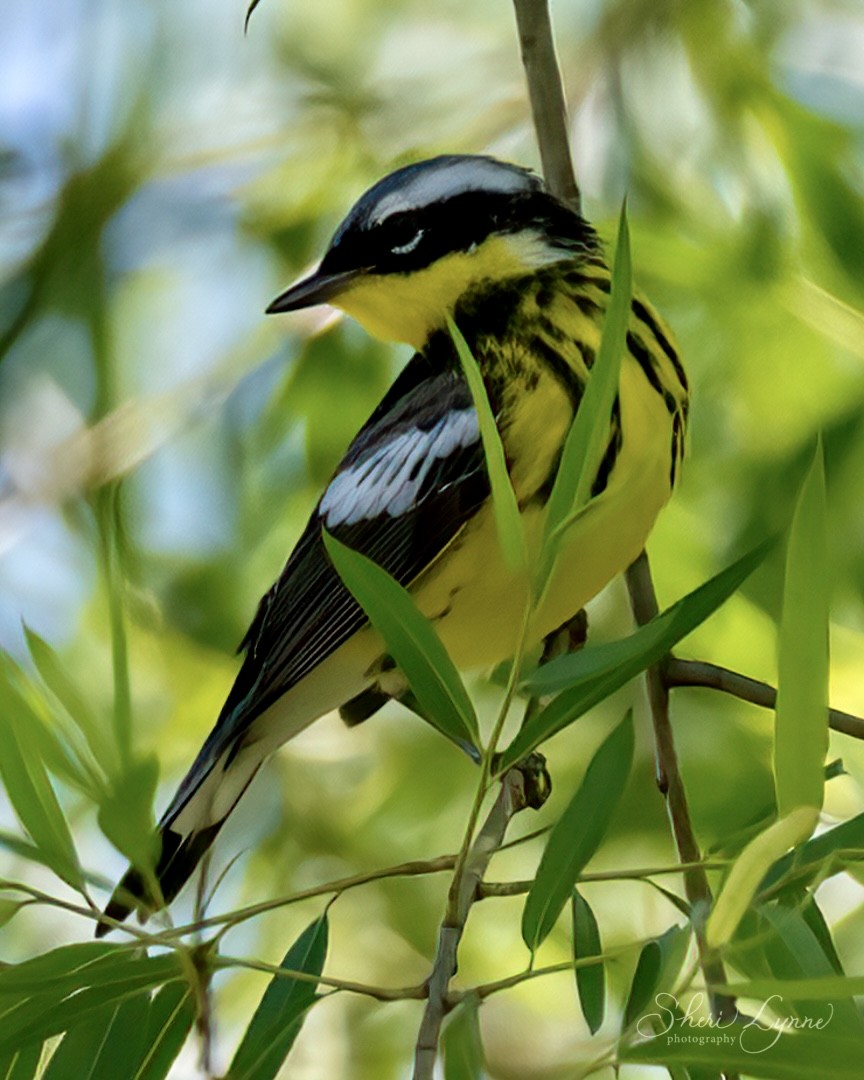 Magnolia Warbler - ML337830401