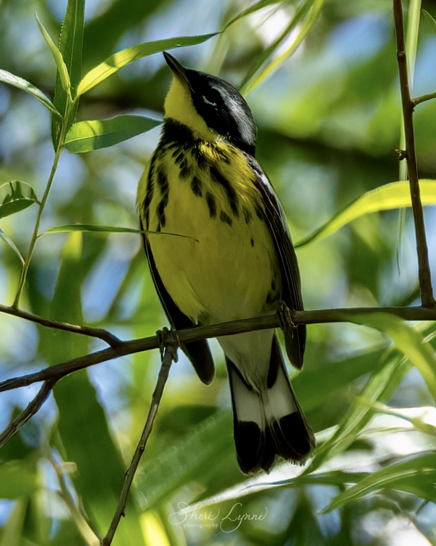Magnolia Warbler - ML337830411