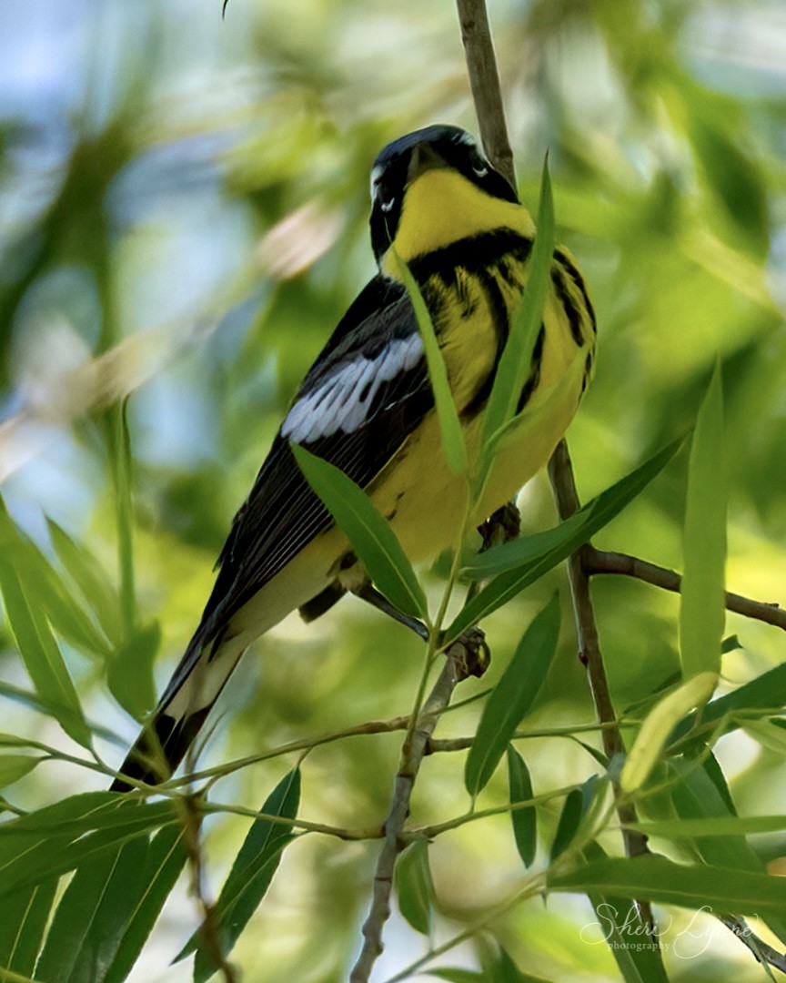 Magnolia Warbler - ML337830421