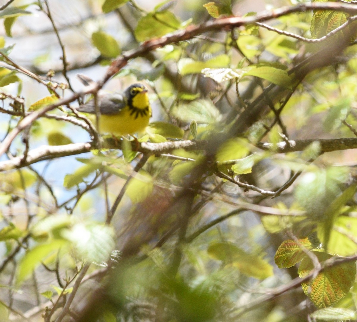 Canada Warbler - ML337830631