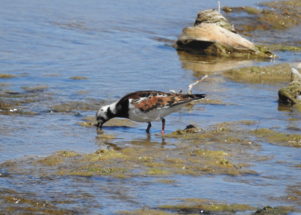 Ruddy Turnstone - ML337831461