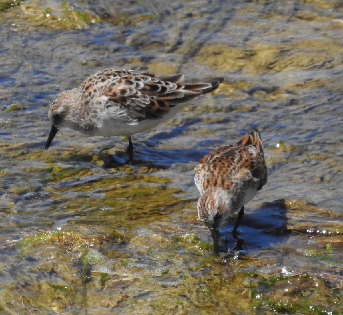 Temminckstrandläufer - ML337832141