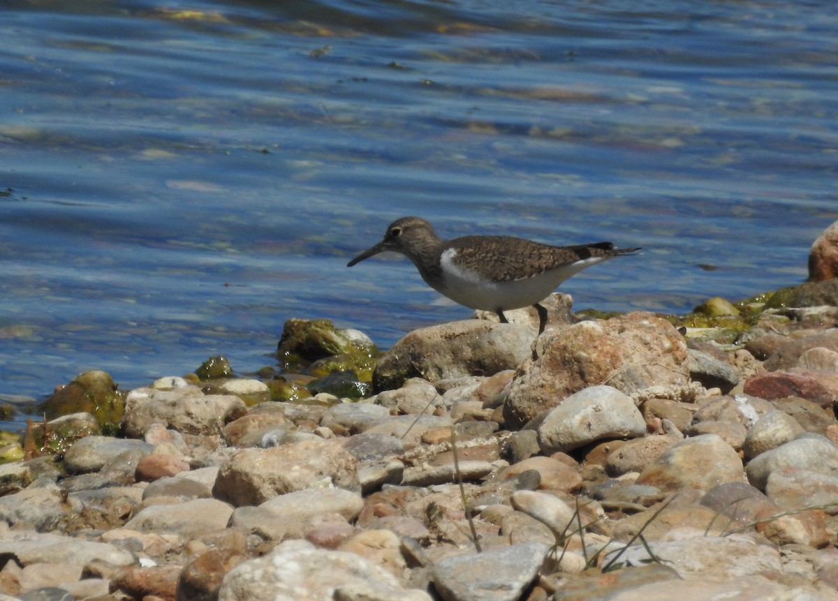 Common Sandpiper - ML337832751