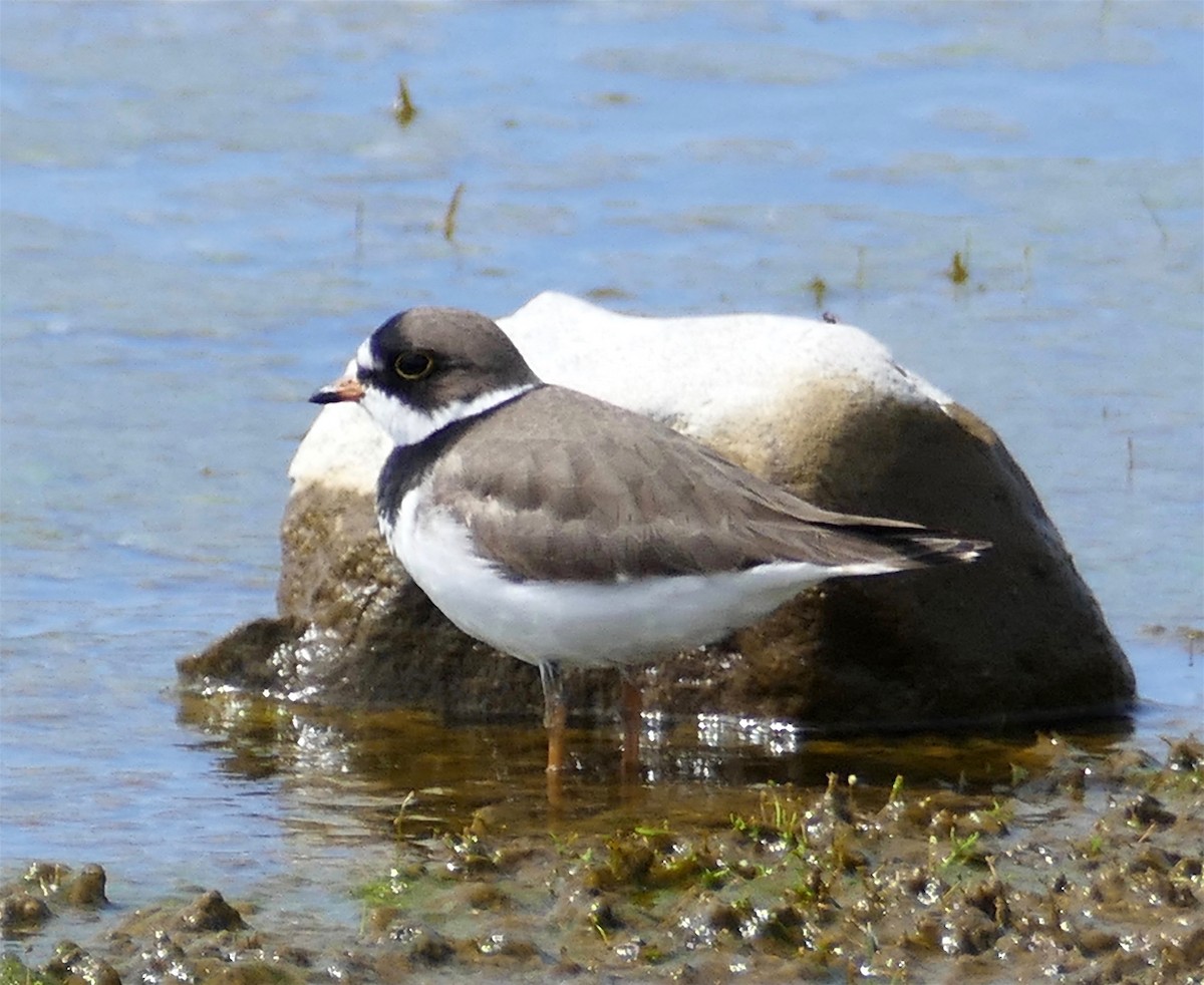 Semipalmated Plover - Dave Trochlell