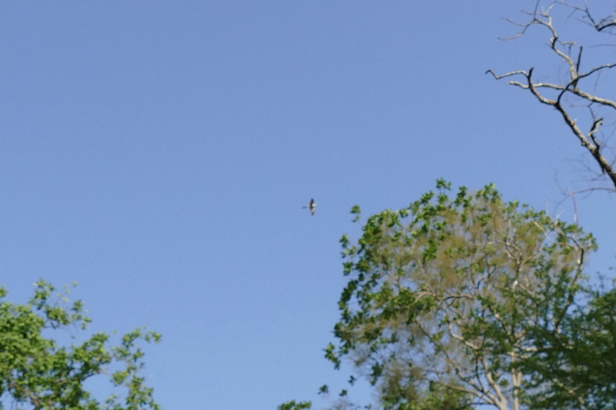 Yellow-billed Cuckoo - ML337833161