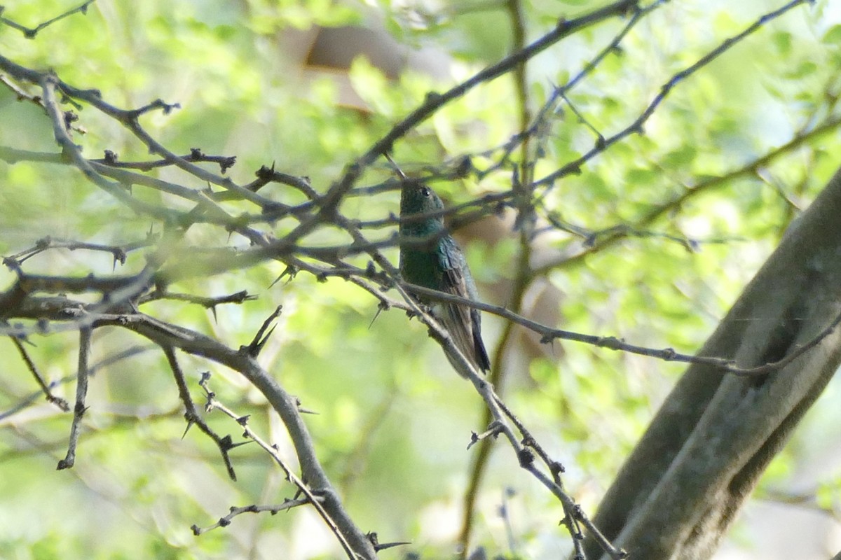 Steely-vented Hummingbird - ML337833221