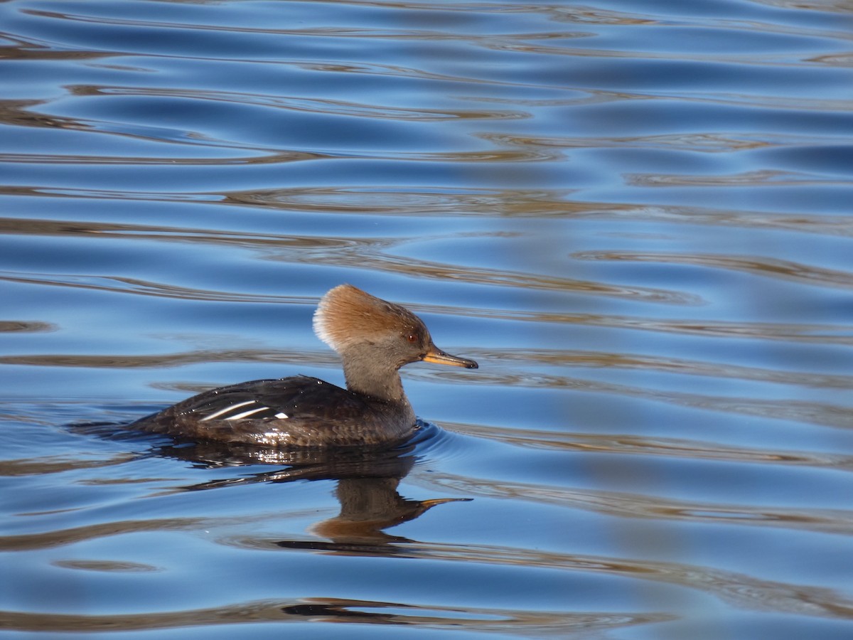 Hooded Merganser - ML337833371