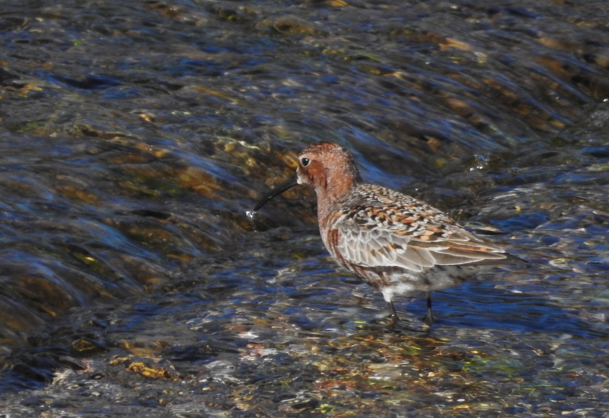 Curlew Sandpiper - ML337833851