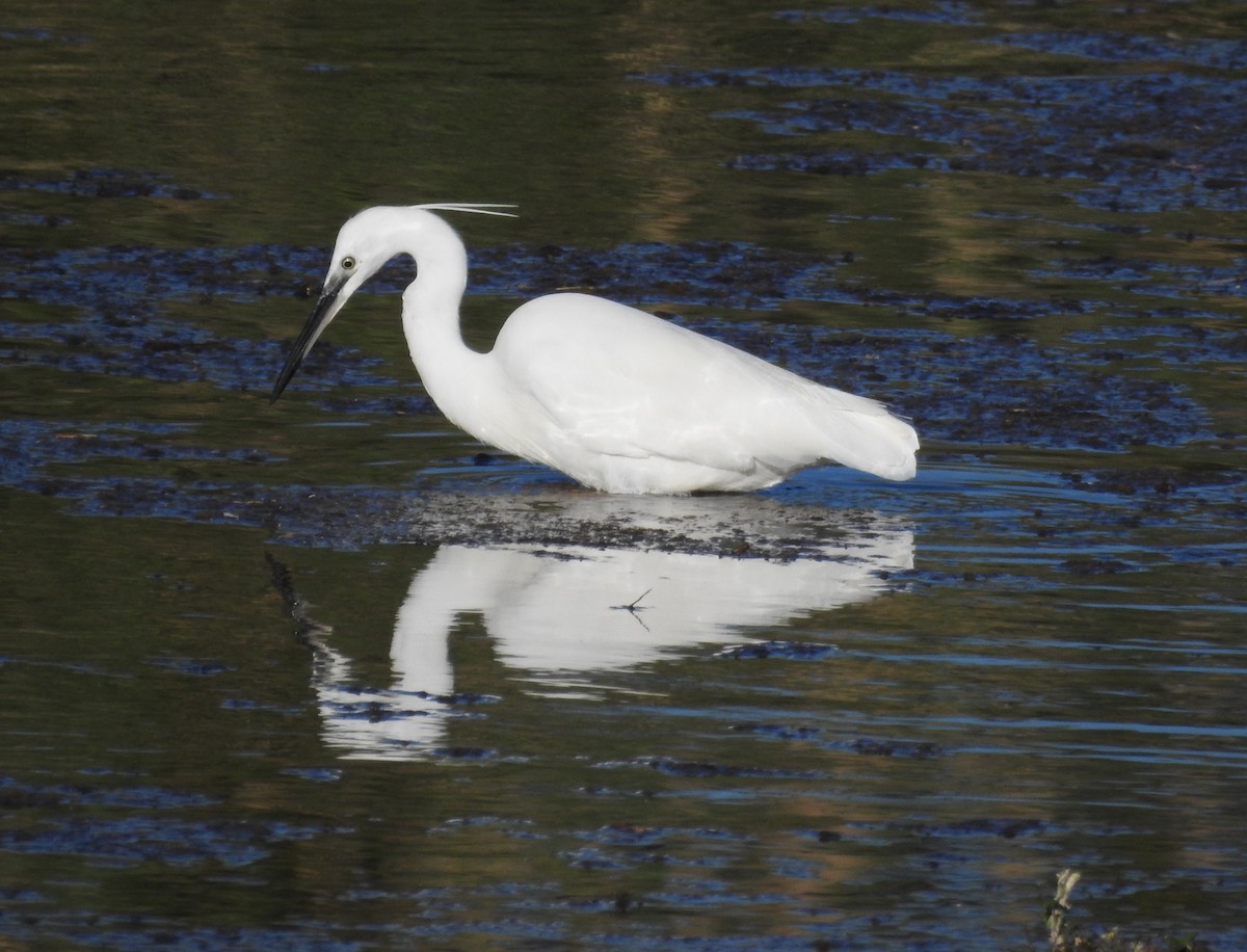 Little Egret - ML337834061
