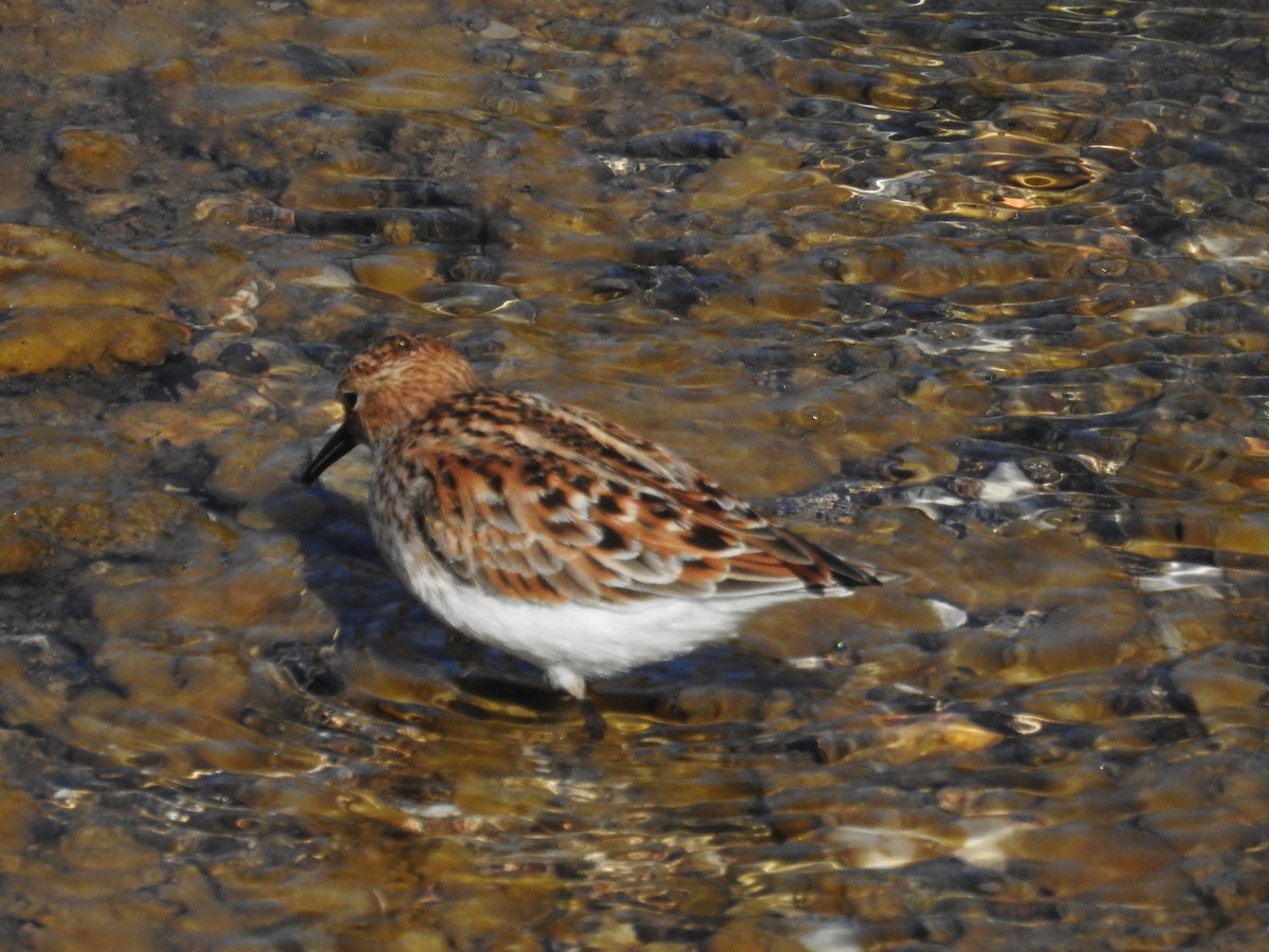 Zwergstrandläufer - ML337834121