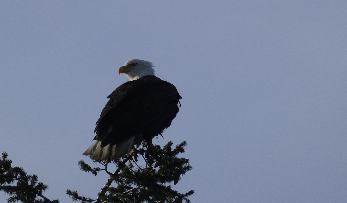 Bald Eagle - ML337834311