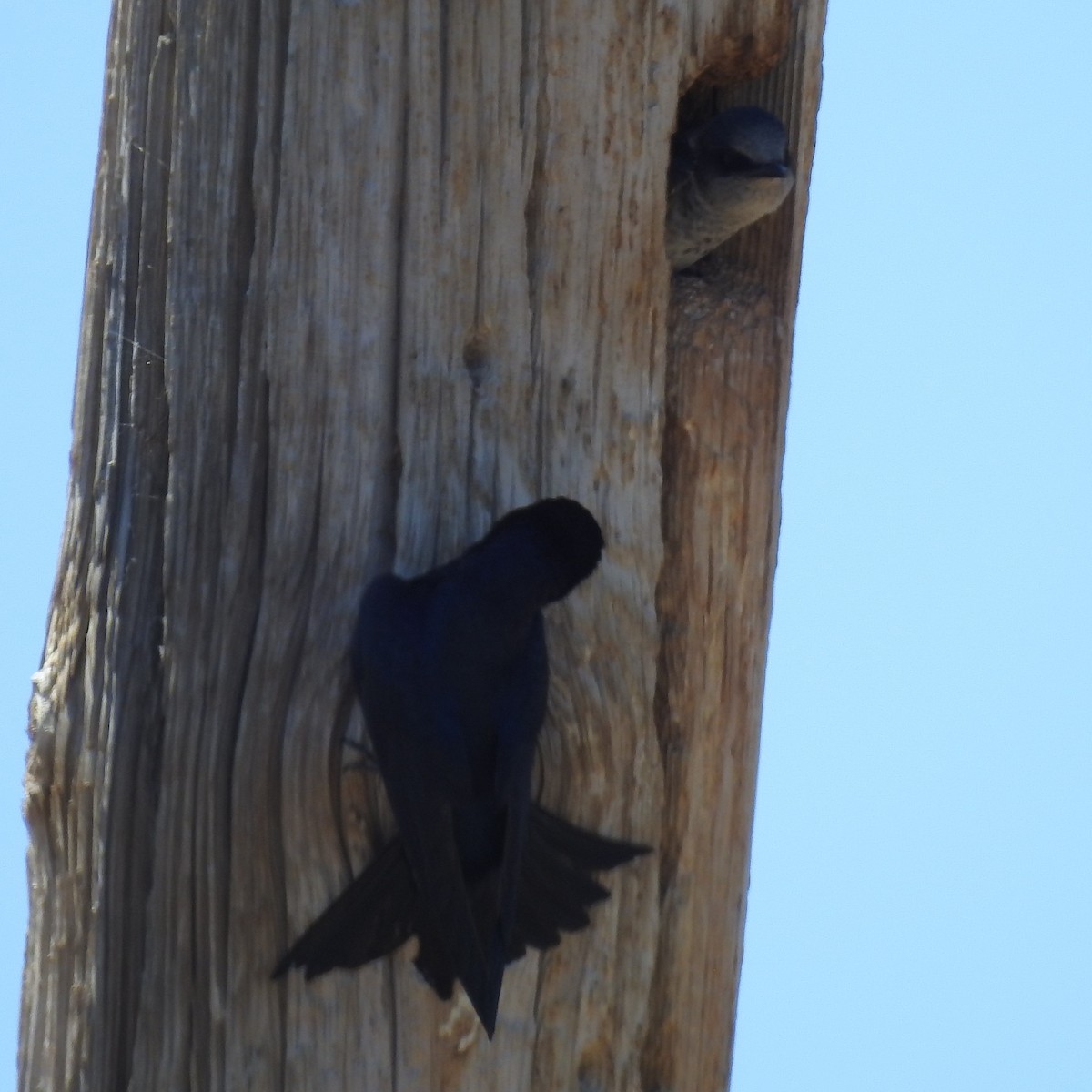 Purple Martin - Diane Rose