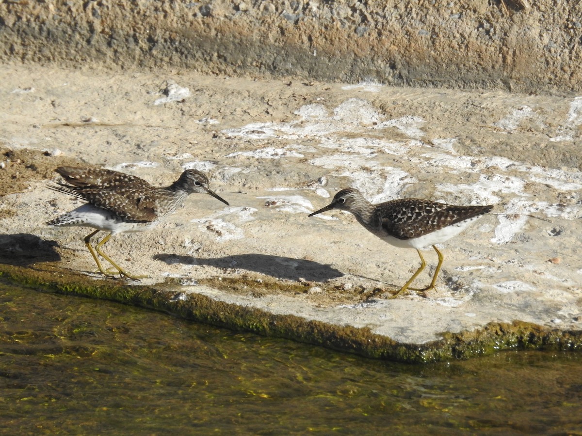 Wood Sandpiper - ML337835221