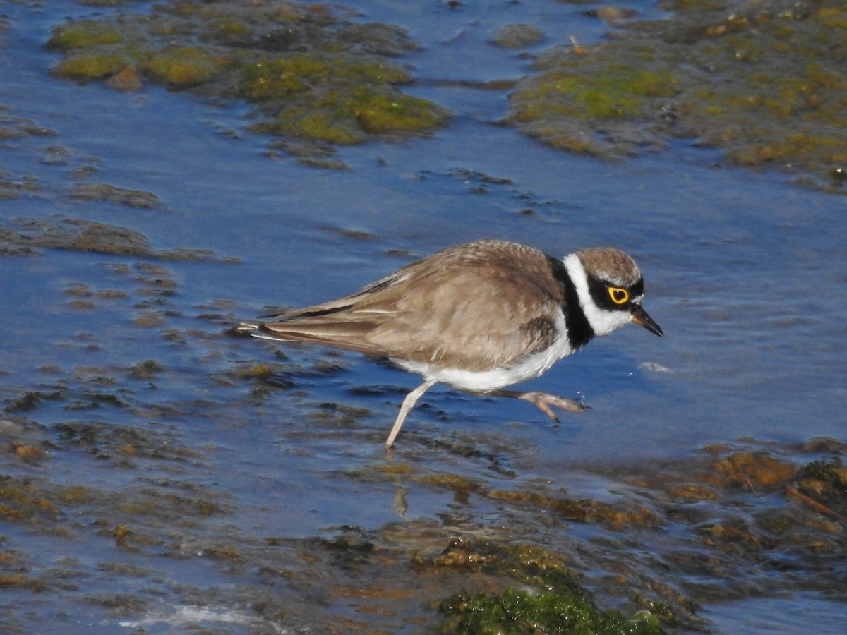 Little Ringed Plover - ML337835701