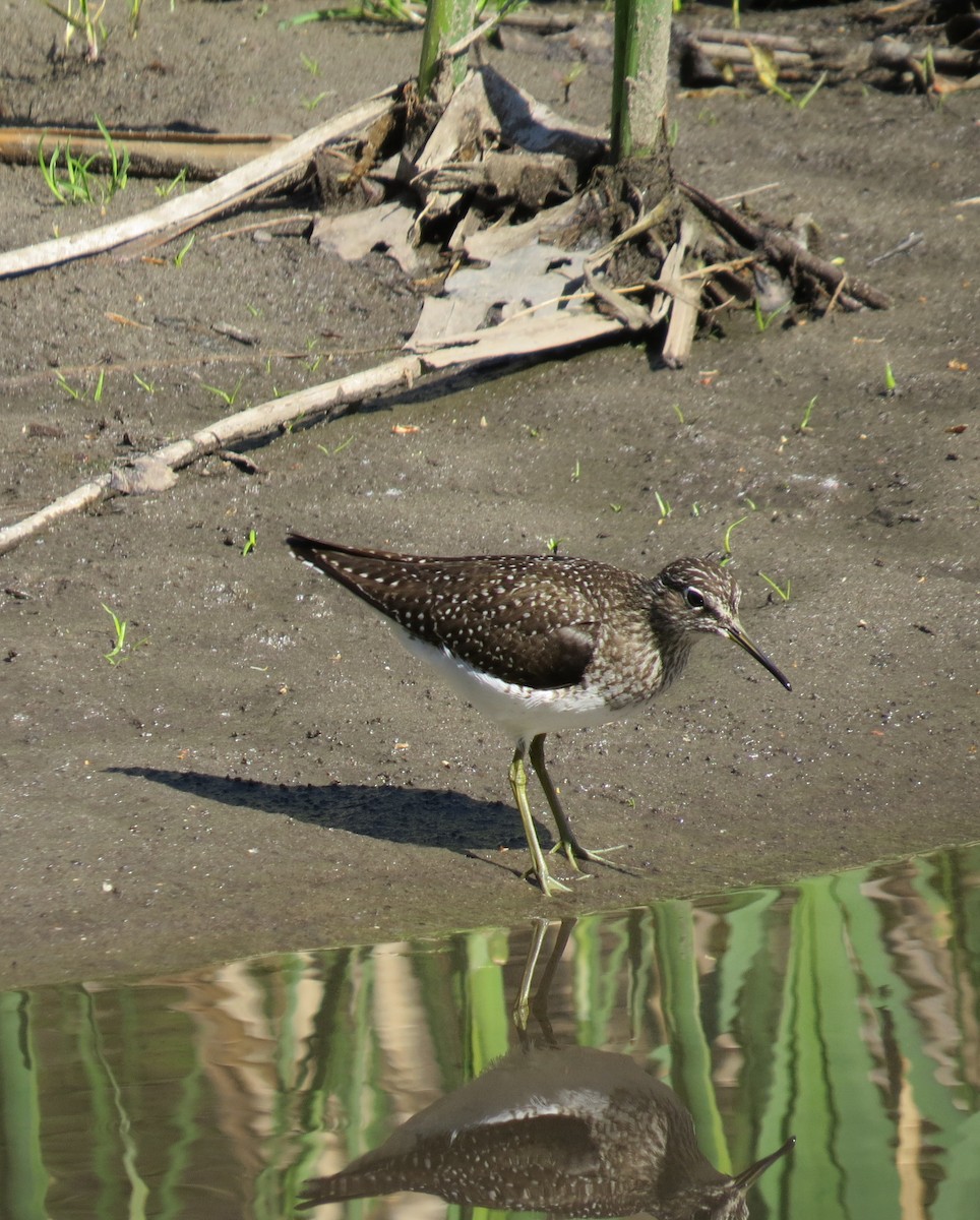 Kuliska bakartia - ML337836001