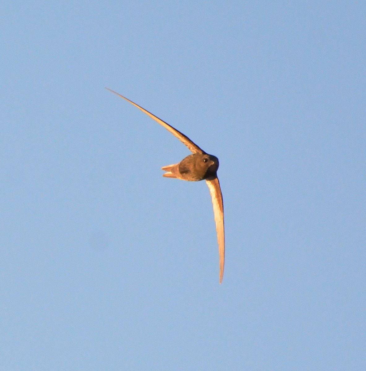 Common Swift - ML337837201