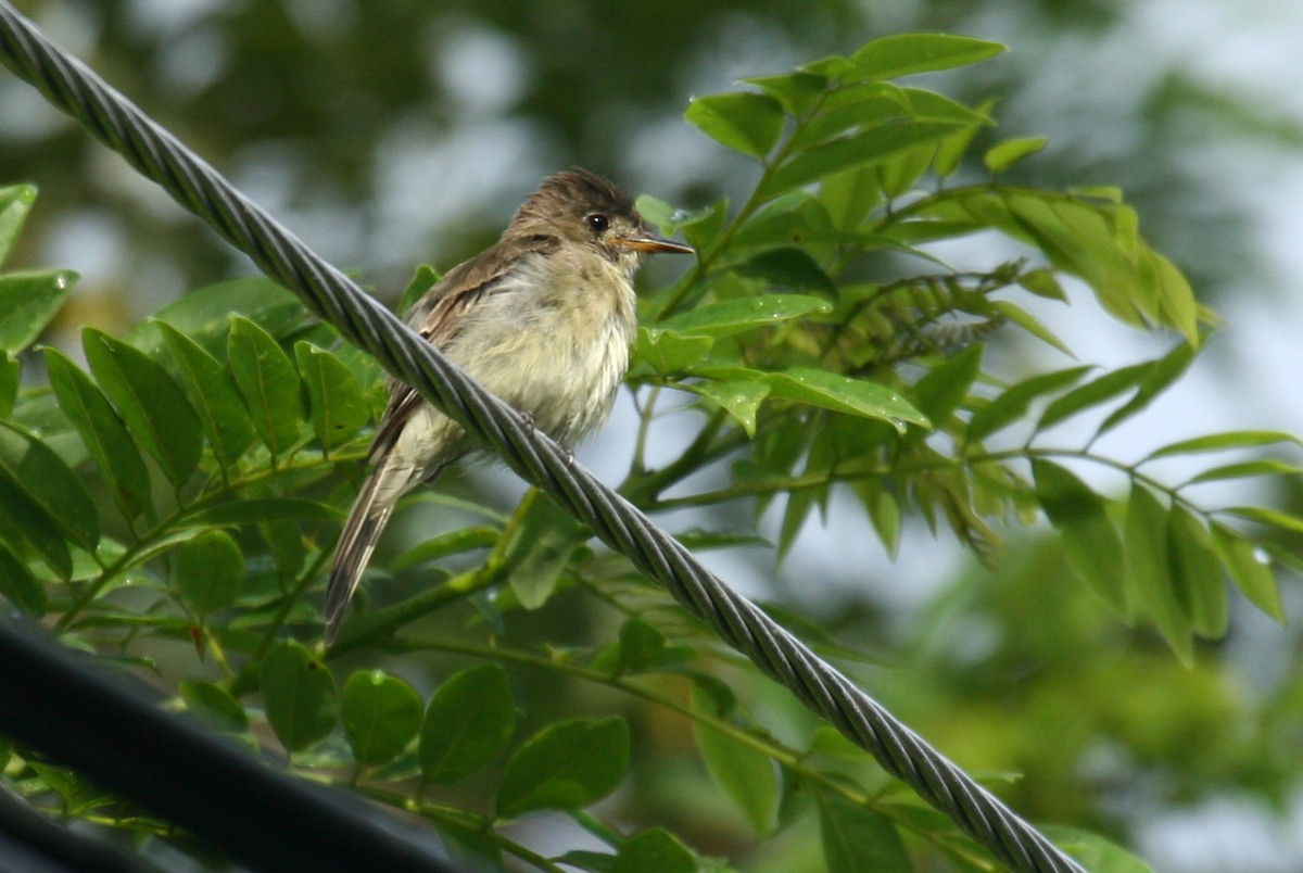 Northern Tropical Pewee - ML33783901