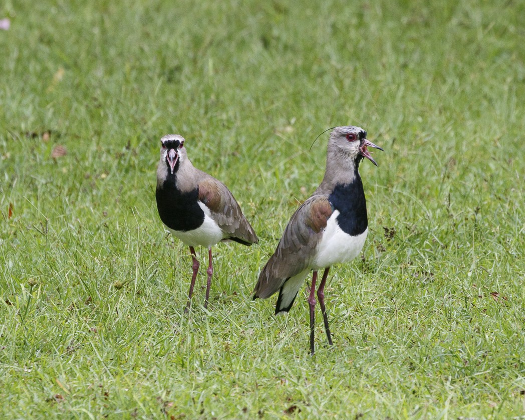 Southern Lapwing - Silvia Faustino Linhares