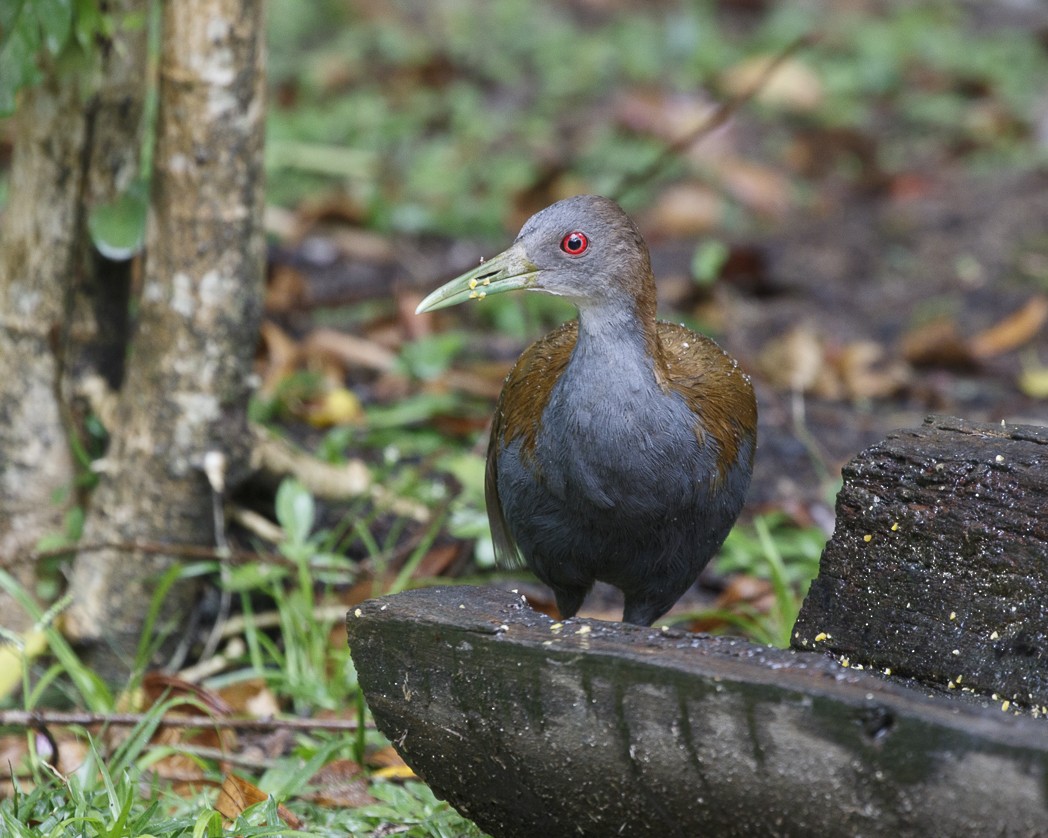 Slaty-breasted Wood-Rail - ML337839391