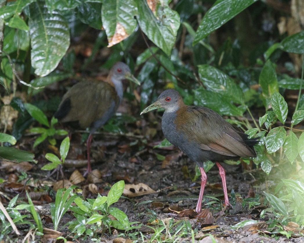 Slaty-breasted Wood-Rail - ML337839501