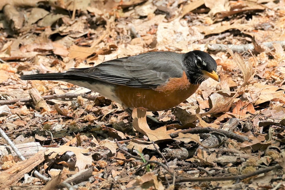 American Robin - ML337839651