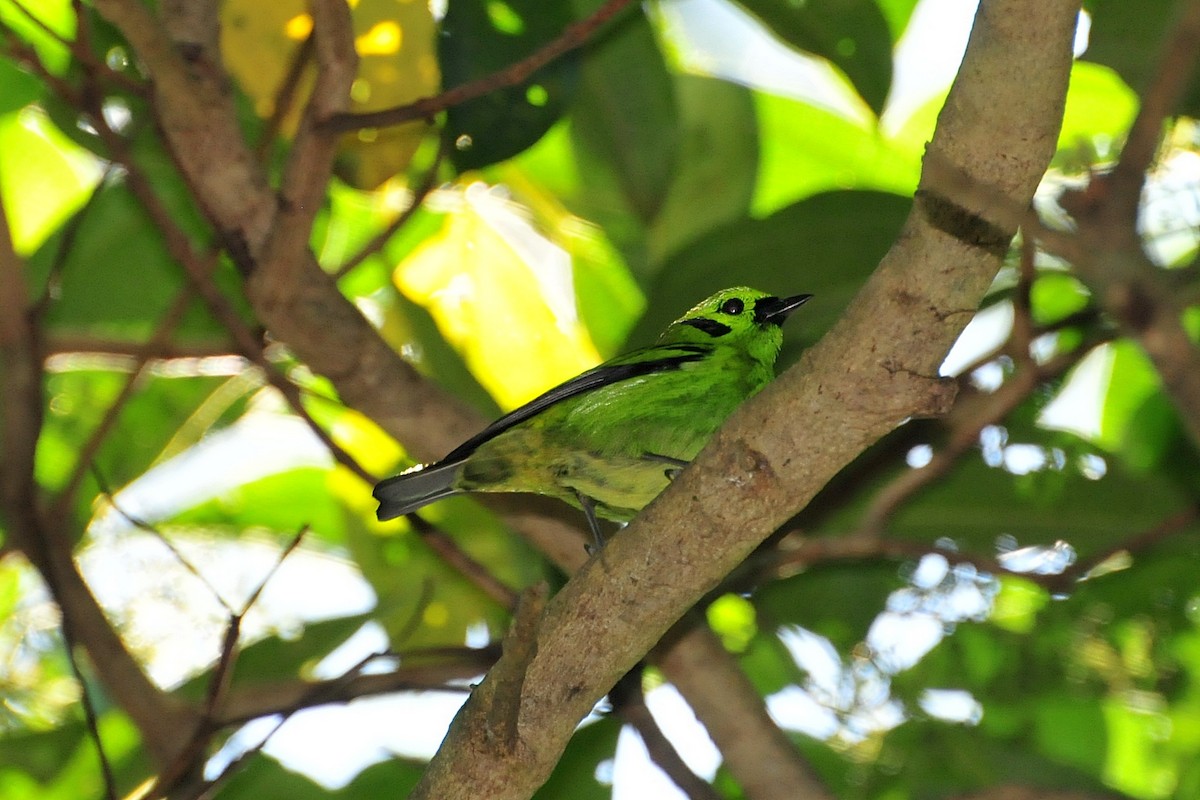 Emerald Tanager - ML33783981