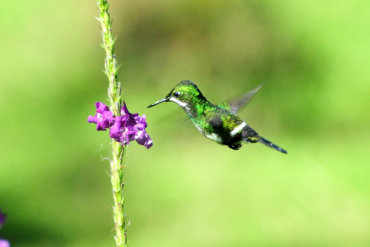 kolibřík trnoocasý - ML33784011